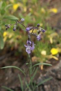 Lnice (Linaria armeniaca)