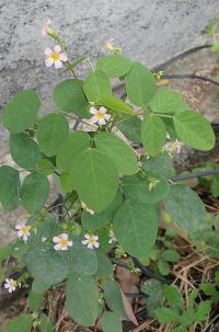 Šťavel (Oxalis barrelieri)