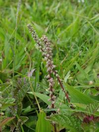 Cyathula (Cyathula prostrata)