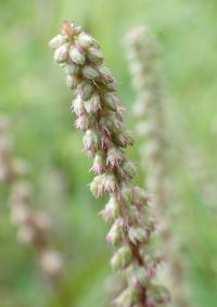 Cyathula (Cyathula prostrata)