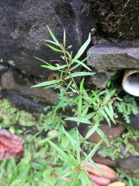 Oldenlandie (Oldenlandia corymbosa)