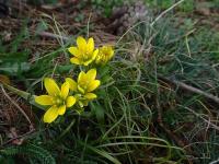 Křivatec český (Gagea bohemica)