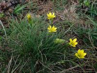 Křivatec český (Gagea bohemica)
