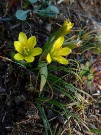 Křivatec český (Gagea bohemica)