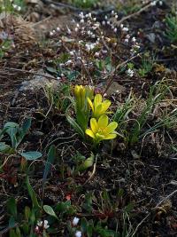 Křivatec český (Gagea bohemica)