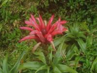 Pitkernie (Pitcairnia bifrons)