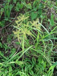 Šáchor (Cyperus odoratus)