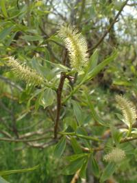Vrba trojmužná (Salix triandra)