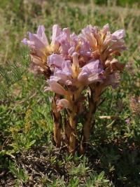 Mordovka písečná (Phelipanche arenaria)