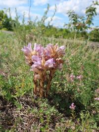 Mordovka písečná (Phelipanche arenaria)