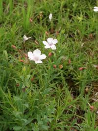 Len tenkolistý (Linum tenuifolium)