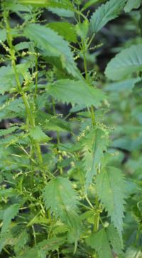 Kopřiva lužní - listová lamina, Grosser Dusterer Teich, Rakousko (Urtica kioviensis)