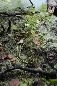 Urtica kioviensis - kopřiva lužní - plazivé oddenky, Grosser Dusterer Teich, Rakousko