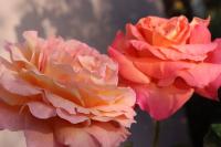 Růže 'Gloria Dei' - Velkokvěté růže (Rosa)