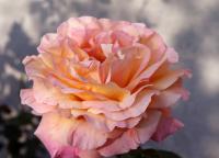 Růže 'Gloria Dei' - Velkokvěté růže (Rosa)