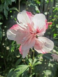 Ibišek syrský 'Lady Stanley' (Hibiscus syriacus) Ibišek syrský 'Lady Stanley' (Hibiscus syriacus)