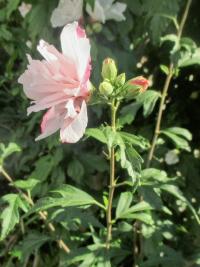 Ibišek syrský 'Lady Stanley' (Hibiscus syriacus) Ibišek syrský 'Lady Stanley' (Hibiscus syriacus)