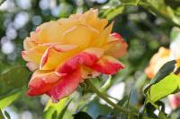 Růže 'Orient Express' - Velkokvěté růže (Rosa)