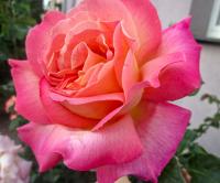 Růže 'Gloria Dei' - Velkokvěté růže (Rosa)