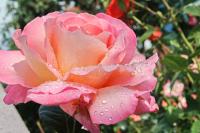 Růže 'Gloria Dei' - Velkokvěté růže (Rosa)