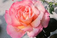Růže 'Gloria Dei' - Velkokvěté růže (Rosa)