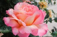 Růže 'Gloria Dei' - Velkokvěté růže (Rosa)