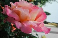 Růže 'Gloria Dei' - Velkokvěté růže (Rosa)