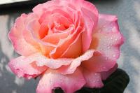 Růže 'Gloria Dei' - Velkokvěté růže (Rosa)