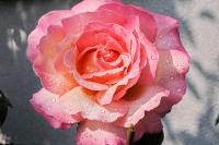 Růže 'Gloria Dei' - Velkokvěté růže (Rosa)