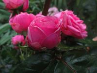 Růže 'Pomponella' - Mnohokvěté růže (Rosa)