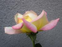 Růže 'Gloria Dei' - Velkokvěté růže (Rosa)