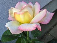 Růže 'Gloria Dei' - Velkokvěté růže (Rosa)