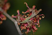 Vilín prostřední (Hamamelis x intermedia)