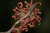 Vilín prostřední (Hamamelis x intermedia)