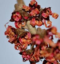 Vilín prostřední (Hamamelis x intermedia)