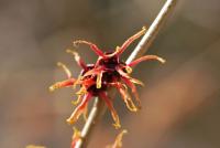 Vilín prostřední (Hamamelis x intermedia)