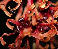 Vilín prostřední (Hamamelis x intermedia)