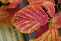 Vilín prostřední (Hamamelis x intermedia)