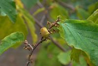 Vilín prostřední (Hamamelis x intermedia)