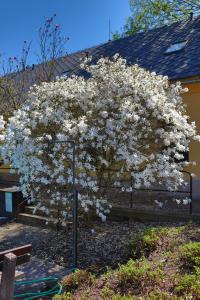 Šácholan hvězdnatý (Magnolia stellata)
