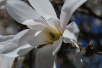 Šácholan hvězdnatý (Magnolia stellata)
