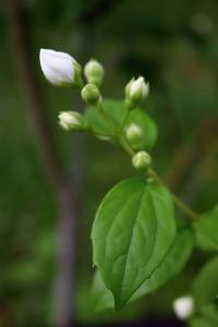 Pustoryl věncový (Philadelphus coronarius)