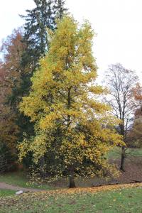 Liliovník tulipánokvětý - podzimní habitus (Liriodendron tulipifera)