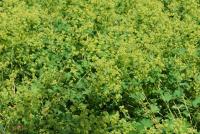 Kontryhel měkký (Alchemilla mollis)