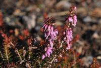 Vřesovec pleťový (Erica carnea)