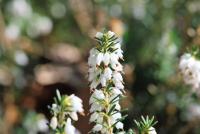 Vřesovec pleťový (Erica carnea)