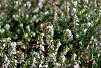 Vřesovec pleťový (Erica carnea)
