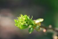 Hloh peřenoklaný (Crataegus pinnatifida)