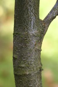 Hloh peřenoklaný (Crataegus pinnatifida)