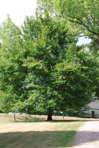 Habr obecný (Carpinus betulus)